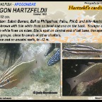 Apogon hartzfeldii - Hartzfeldii cardinalfish