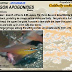 Apogon apogonides - Goldbelly cardinalfish