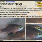 Apogon chrysotaenia - Yellowlined cardinalfish