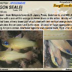 Apogon sealei - Bargill cardinalfish