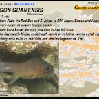 Apogon guamensis - Guam cardinalfish