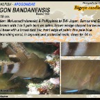 Apogon bandanensis -Bigeye cardinalfish