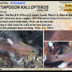 Pristiapogon kallopterus - Iridescent cardinalfish
