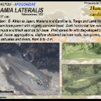 Fibramia lateralis - Humpback cardinalfish