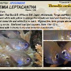 Zoramia leptacantha - Threadfin cardinalfish