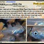 Zoramia perlita - Pearly cardinalfish