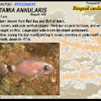Nectamia annularis - Ringtail cardinalfish