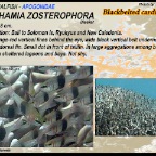 Archamia zosterophora - Blackbelted cardinalfish