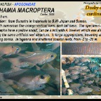 Archamia macroptera - Duskytailed cardinalfish