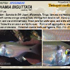 Archamia biguttata - Twinspot cardinalfish