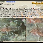 Foa fo - Weedy cardinalfish