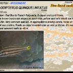 Cheilodipterus quinquelineatus - Five-lined cardinalfish