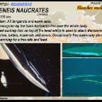 Echeneis naucrates - Slender suckerfish