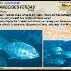 Carangoides ferdau - Blue trevally