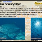 Caranx sexfasciatus - Bigeye  trevally