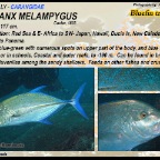 Caranx melampygus - Bluefin  trevally