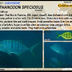 Gnathanodon speciosus - Golden trevally