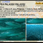 Clupea pallasii pallasii - Pacific herring