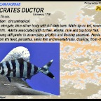 Naucrates ductor - Pilotfish