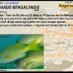 Lutjanus bengalensis - Bengal snapper