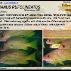 Lutjanus rufolineatus - Yellow-lined snapper