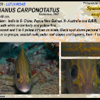 Lutjanus carponotatus - Spanish flag snapper