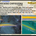 Pterocaesio chrysozona - Goldband fusilier