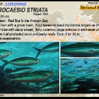 Pterocaesio striata - Striated fusilier