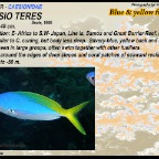 Caesio teres - Blue&yellow fusilier