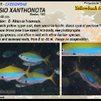 Caesio xanthonota - Yellowback fusilier