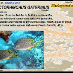 Plectorhinchus gaterinus-Blackspotted sweetlip