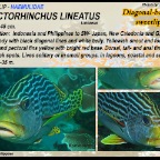 Plectorhinchus lineatus - Diagonal sweetlip