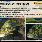 Plectorhinchus polytaenia - Ribbon sweetlip