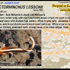 Plectorhinchus lessonii - Lesson's sweetlip