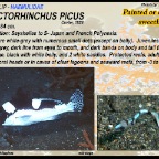 Plectorhinchus picus - Painted sweetlip