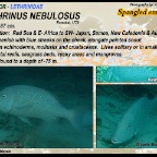 Lethrinus nebulosus -  Spangled emperor