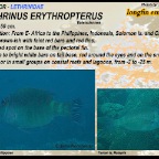 Lethrinus erythropterus - Longfin emperor