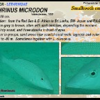 Lethrinus microdon - Smalltooth emperor