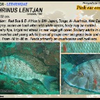 Lethrinus lentjan - Pink-ear emperor