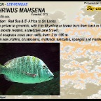 Lethrinus mahsena - sky emperor