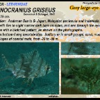 Gymnocranius griseus - Grey large-eye bream