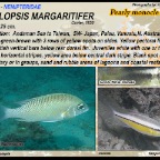 Scolopsis margaritifer - Pearly monocle  bream