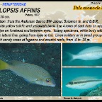 Scolopsis affinis - Pale monocle bream