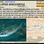 Scolopsis xenochrous - Pearl-streaked monocle bream