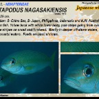Pentapodus nagasakiensis - Japanese whiptail