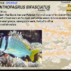 Acanthopagrus bifasciatus - Twobar seabream