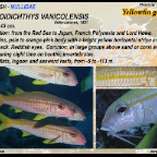 Mulloidichthys vanicolensis - Yellowfin goatfish