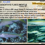 Mulloidichthys flavolineatus - Yellowstripe goatfish