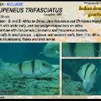 Parupeneus trifasciatus - Indian doublebar goatfish