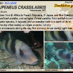 Parupeneus crassilabris - Doublebar goatfish